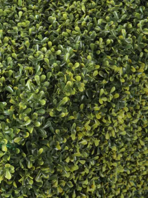 Kunst Buxus Heg Laag