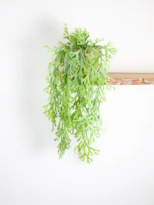 kunst hangplant zonder pot