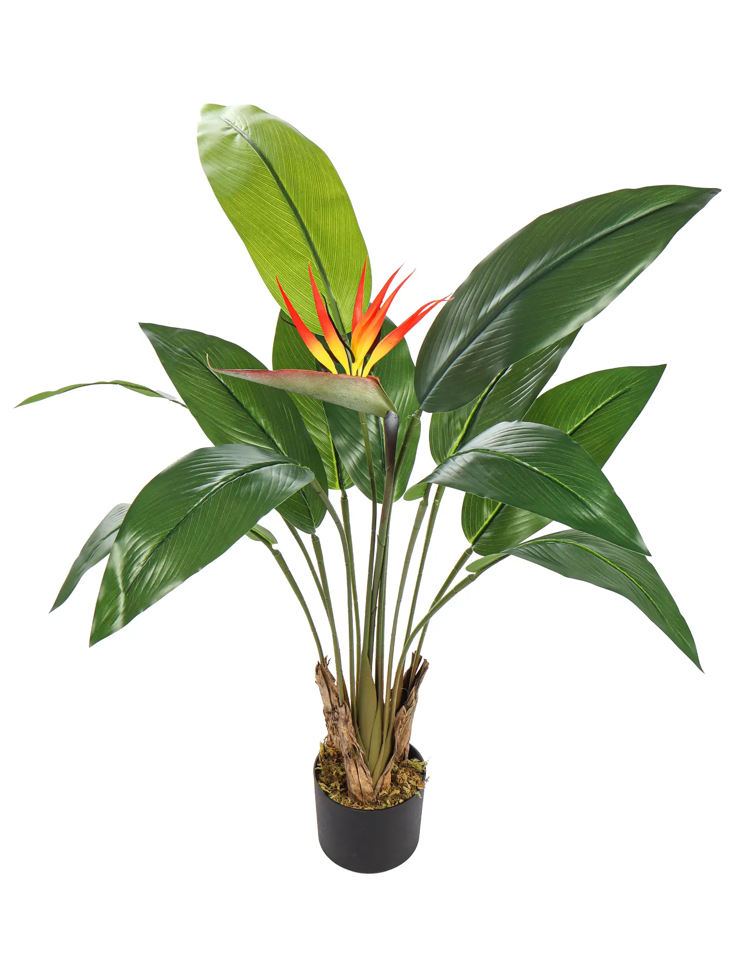 Levensechte Strelitzia kunstplant 100cm met een kleurrijke bloem en stevige kokosvezelstammen.