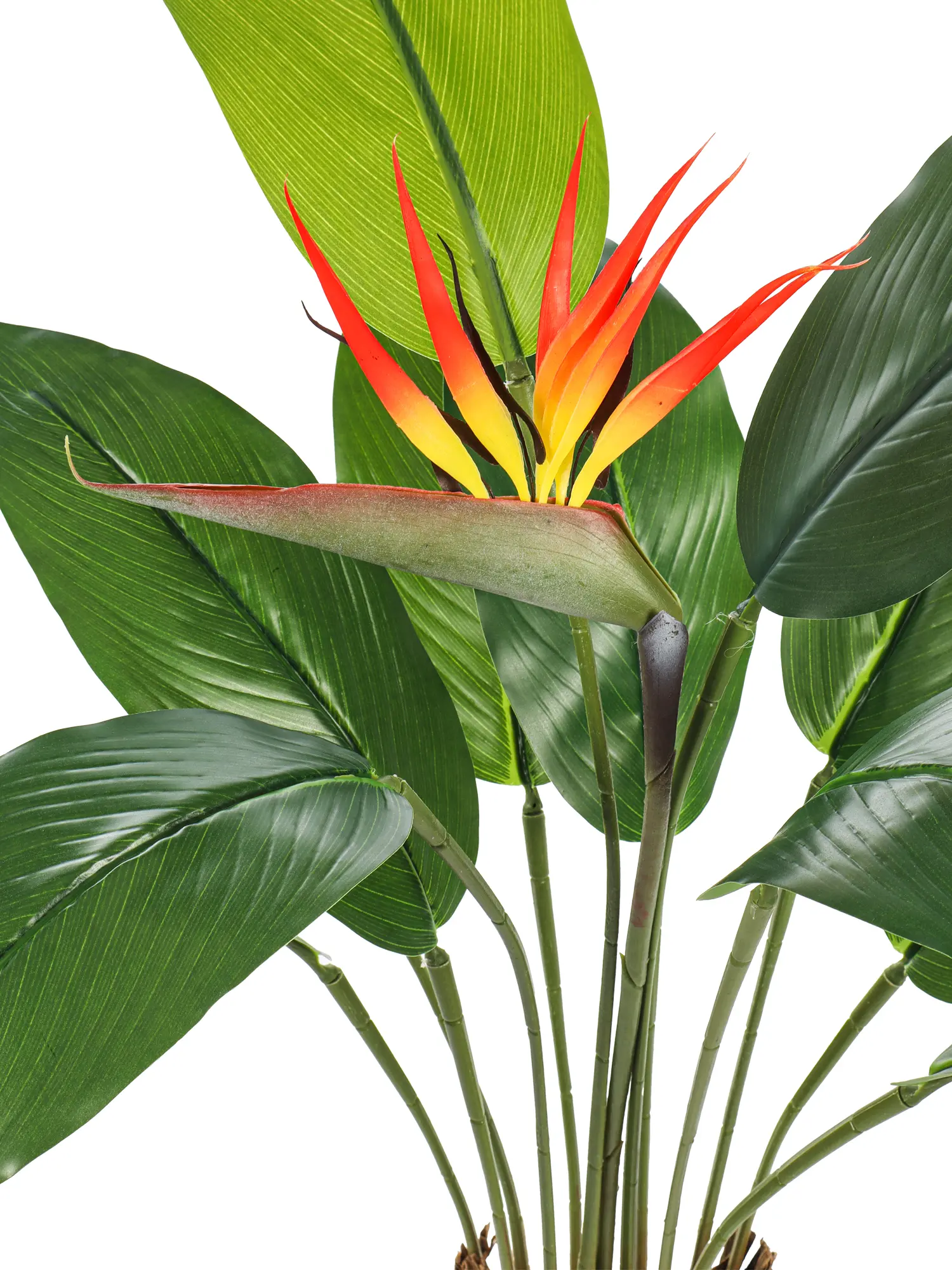 Realistische Strelitzia nepplant 100cm met een grote kleurrijke bloem en stevige bladeren.