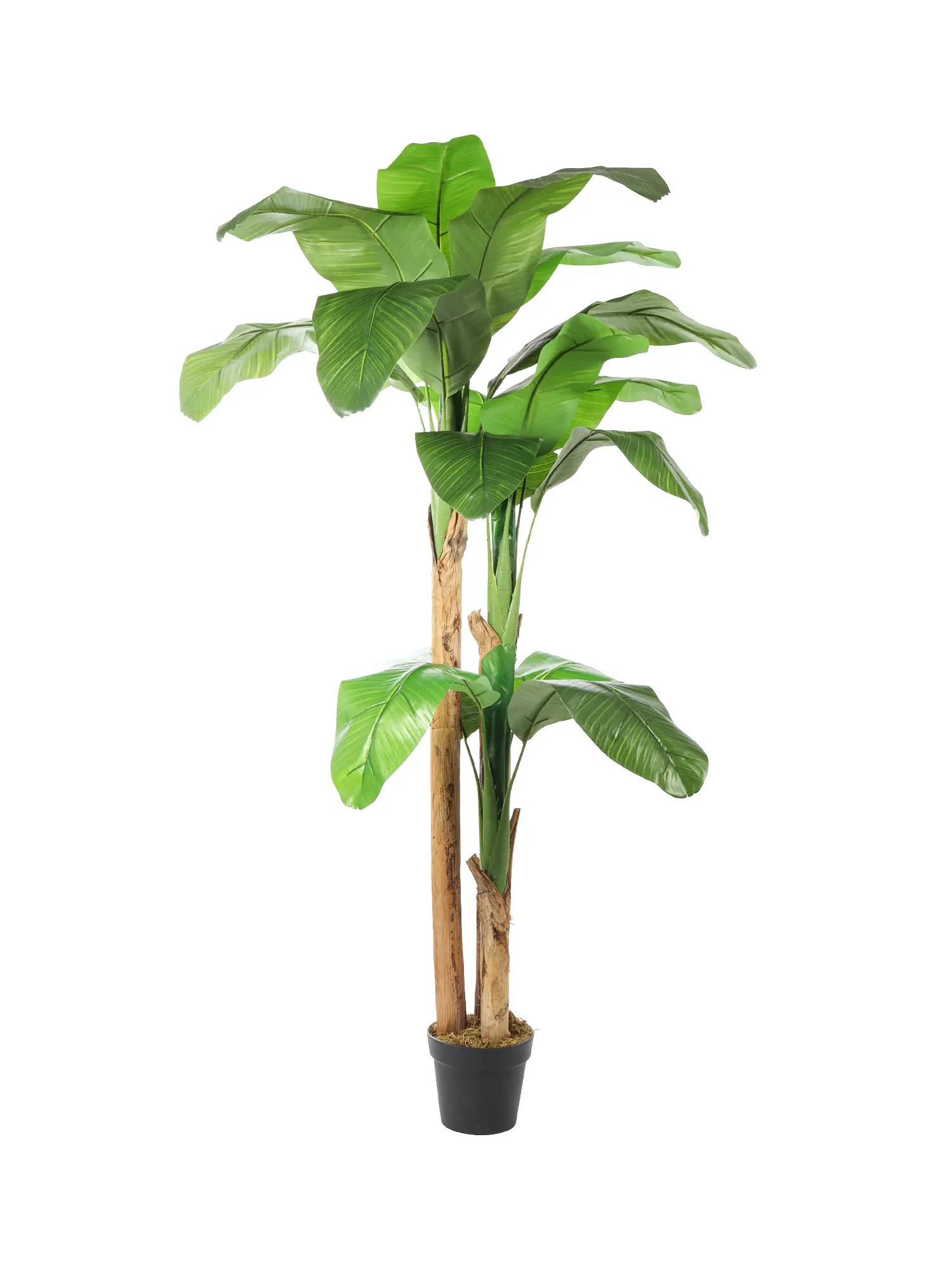 Levensechte Kunst Banaanboom Jamaica 180cm met stevige stammen en realistische banaanbladeren.