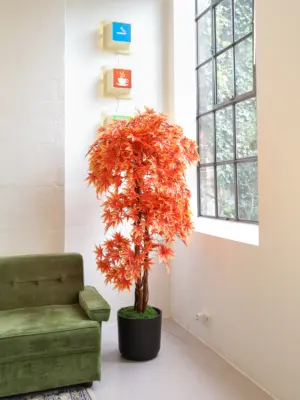 Kunst Esdoorn Osakazuki 175cm sfeerfoto