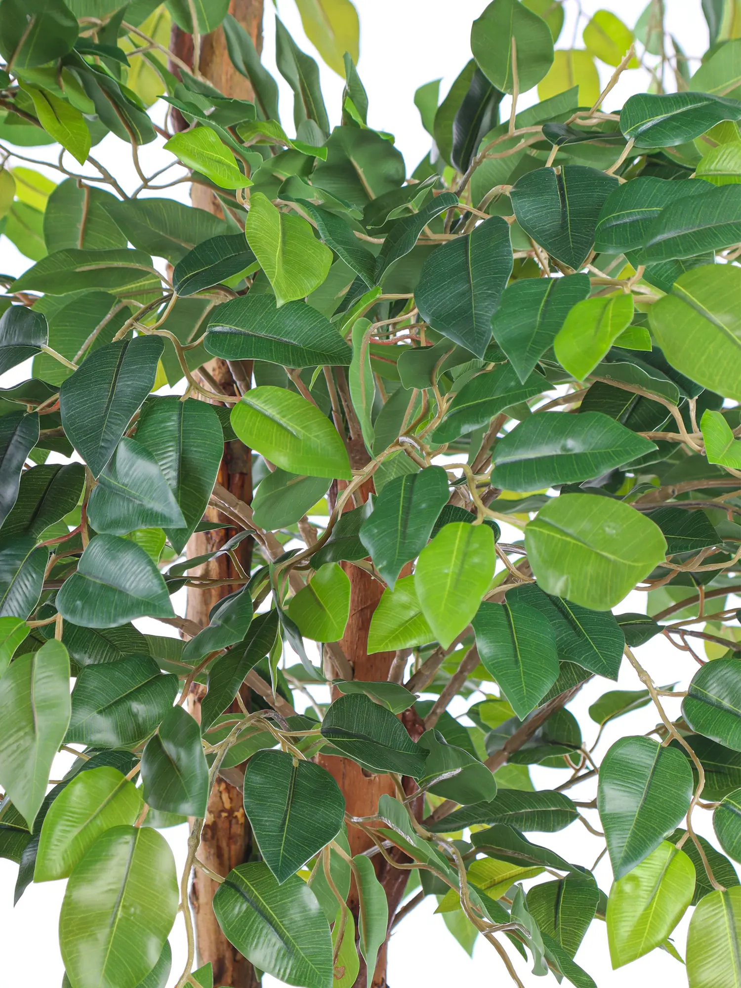 Kunst Ficus Deluxe 175cm met natuurlijke lianen en zachte groene bladeren