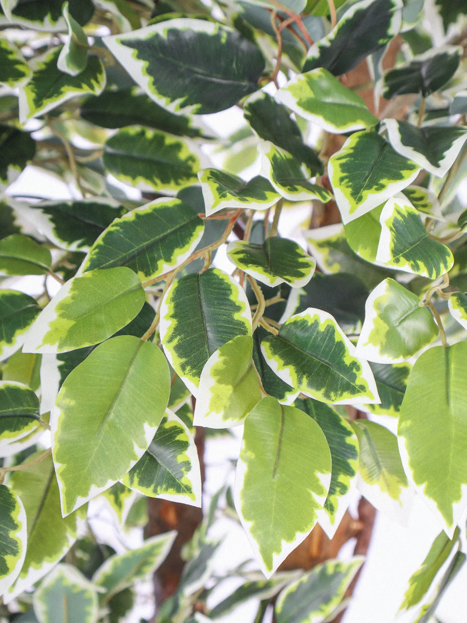 Bonte nepficus van 175 cm met gelaagde kruinen