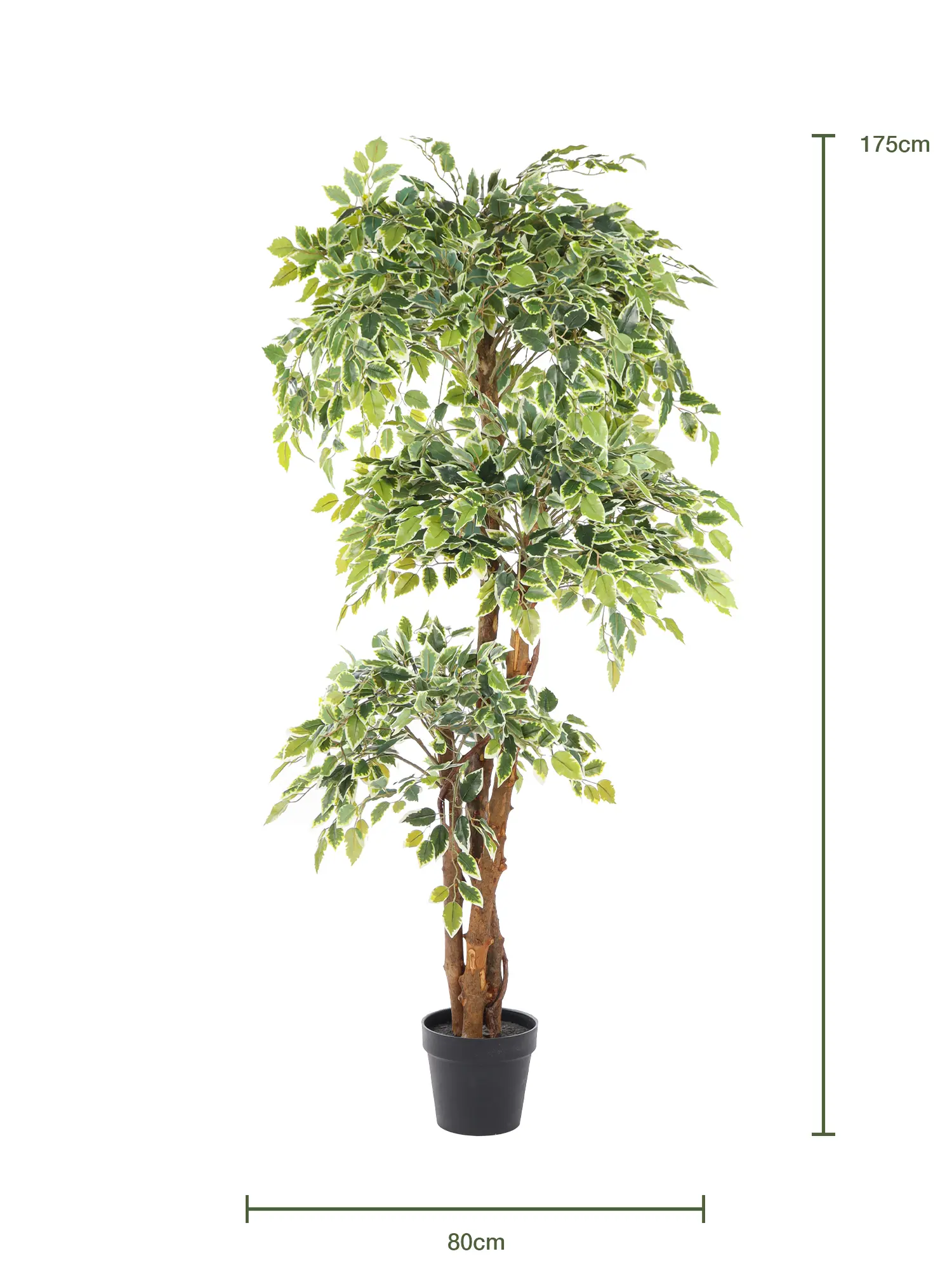 Ficusboom kunst met bonte kleuraccenten