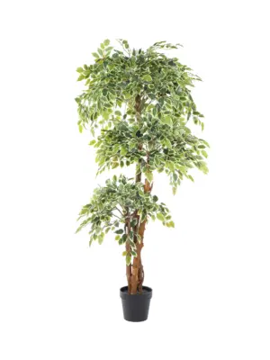 Kunst Ficus Deluxe Bont 175cm met witte bladranden