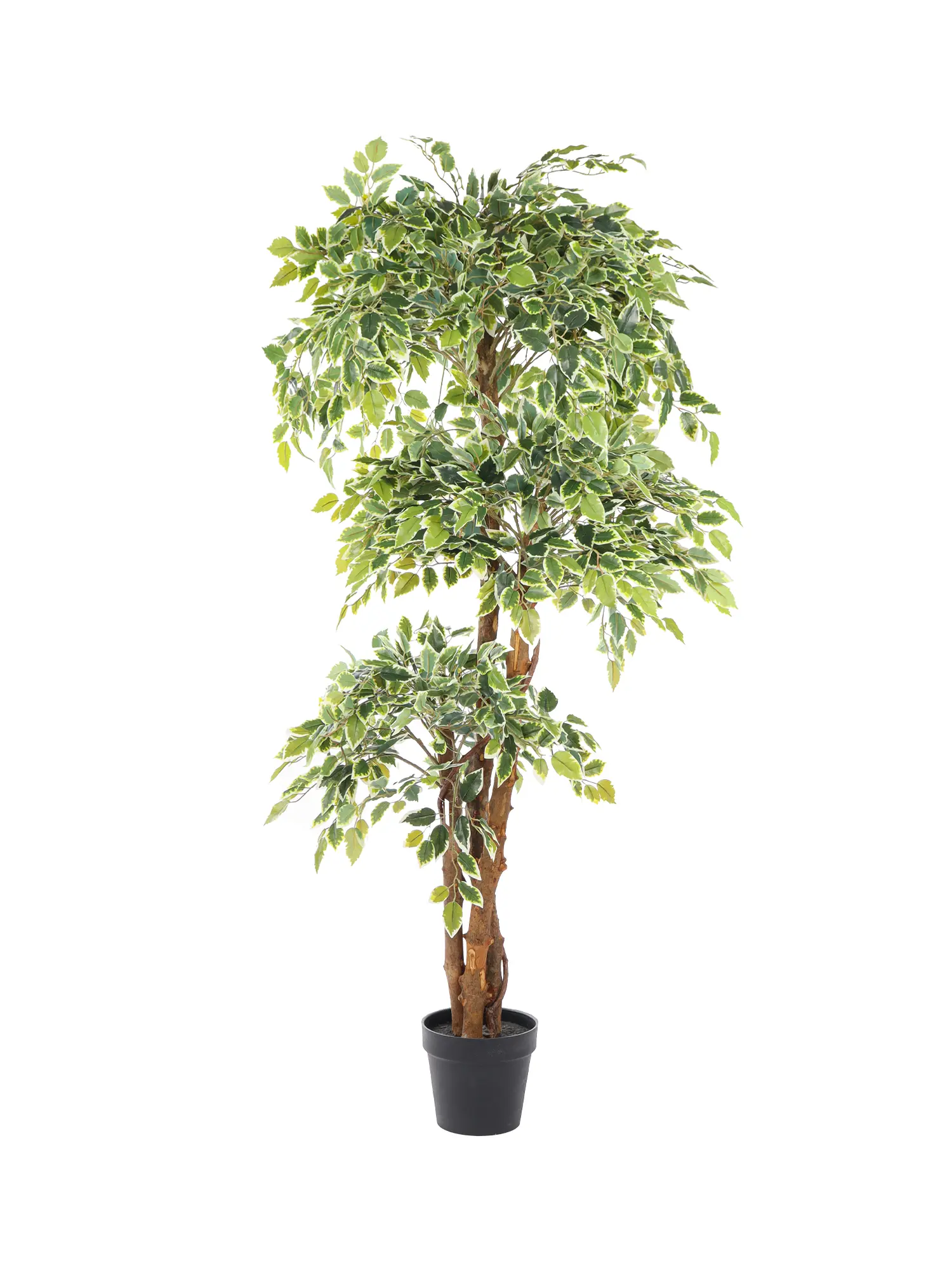 Kunst Ficus Deluxe Bont 175cm met witte bladranden