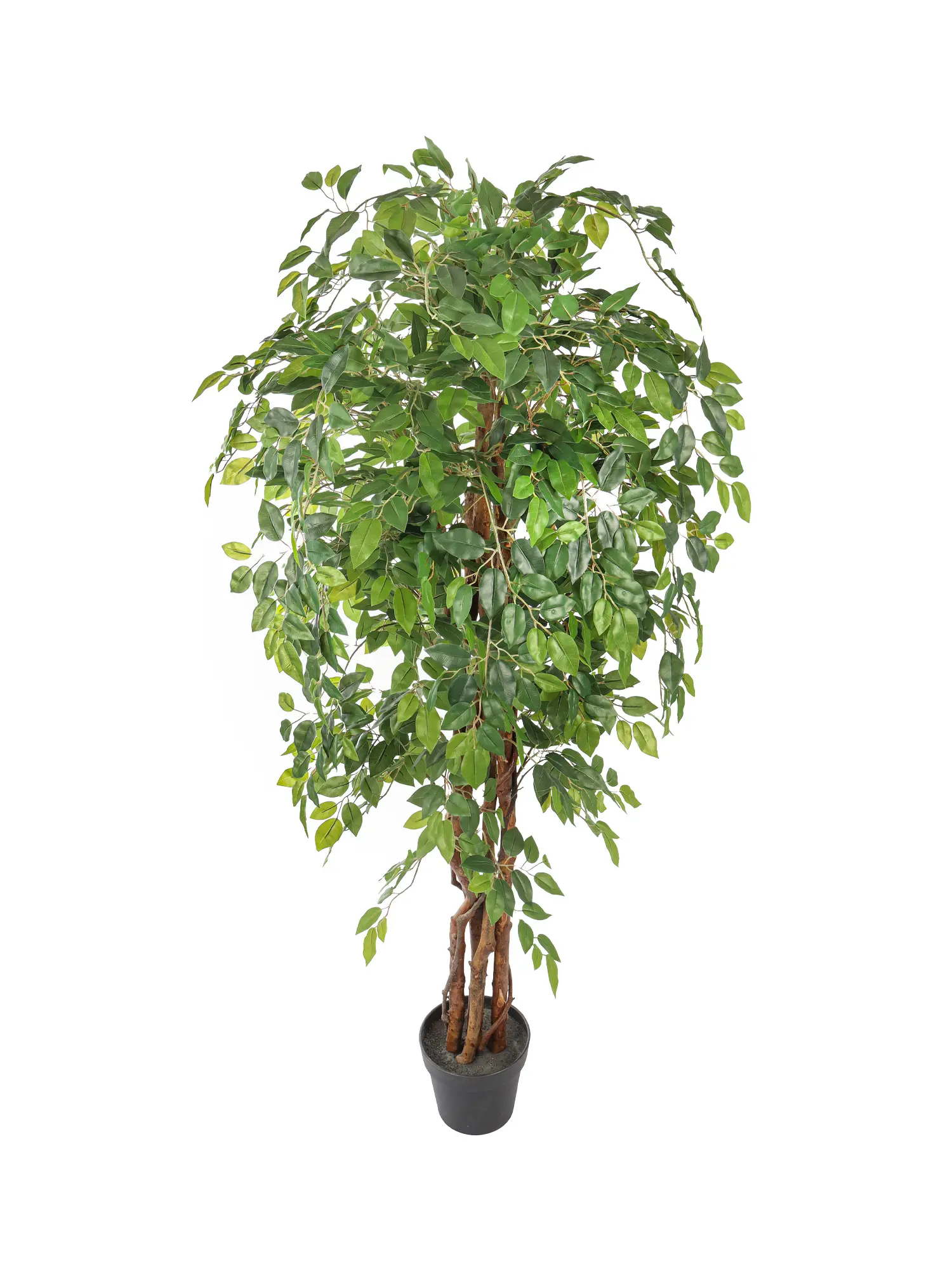 Topsegment kunstficus met intens bruine stammen