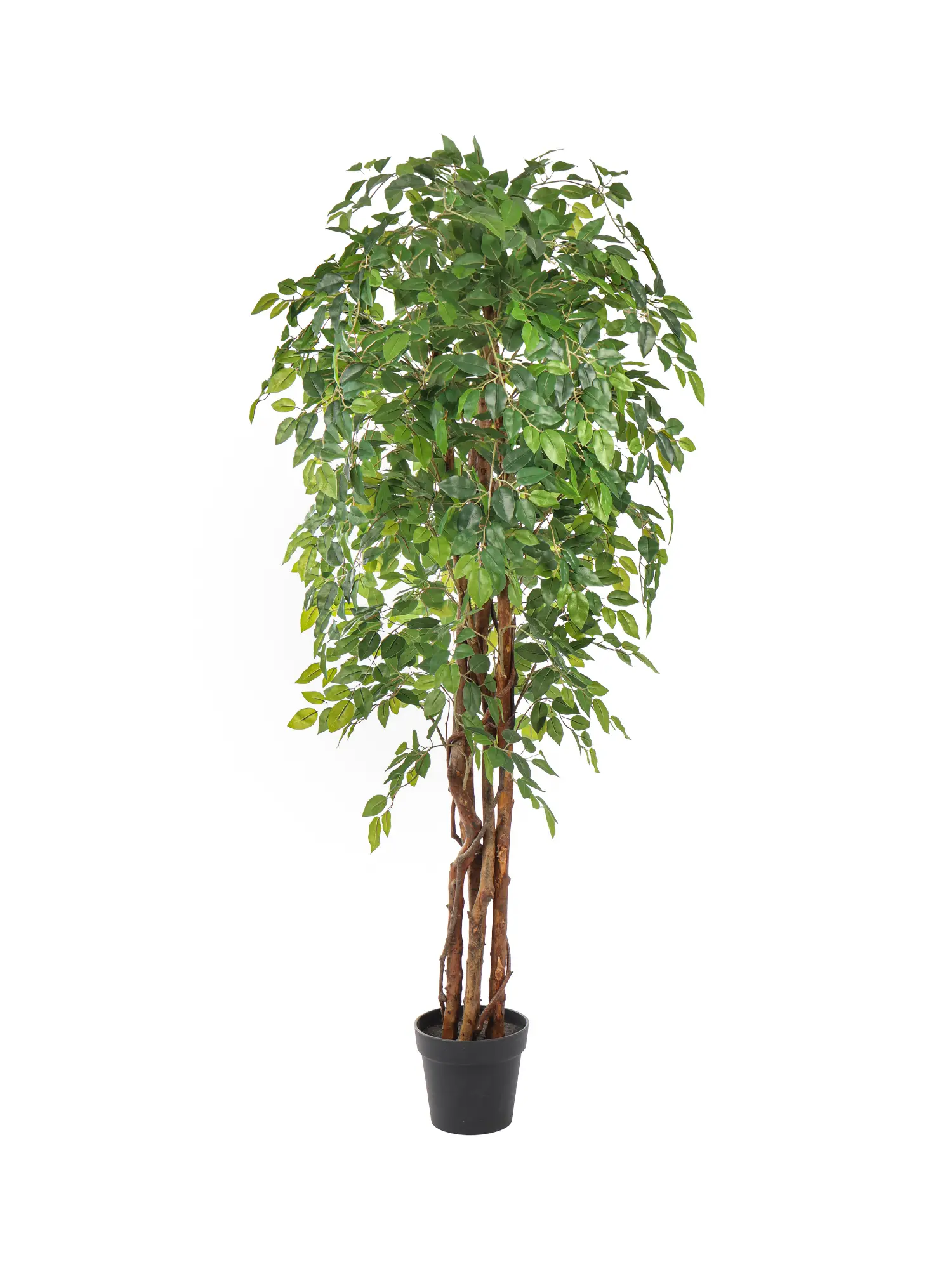 Kunst Ficus Liana 175cm met volle kruin en natuurlijke bladeren