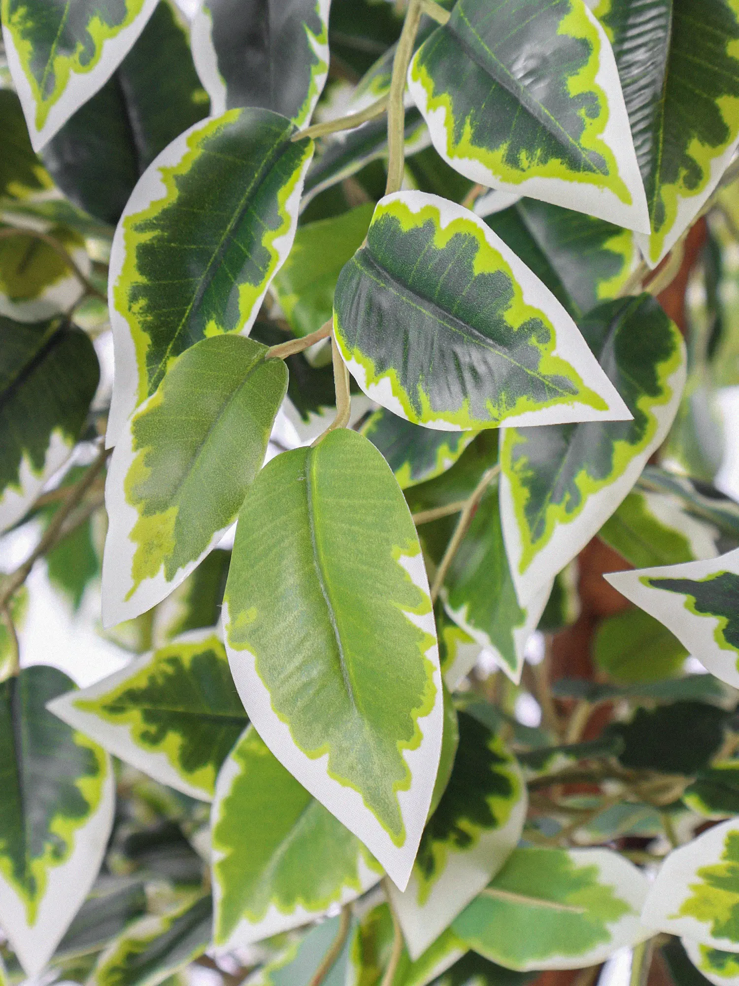 Natuurlijke kunstficus met sierlijke lianen en witgroene bladeren