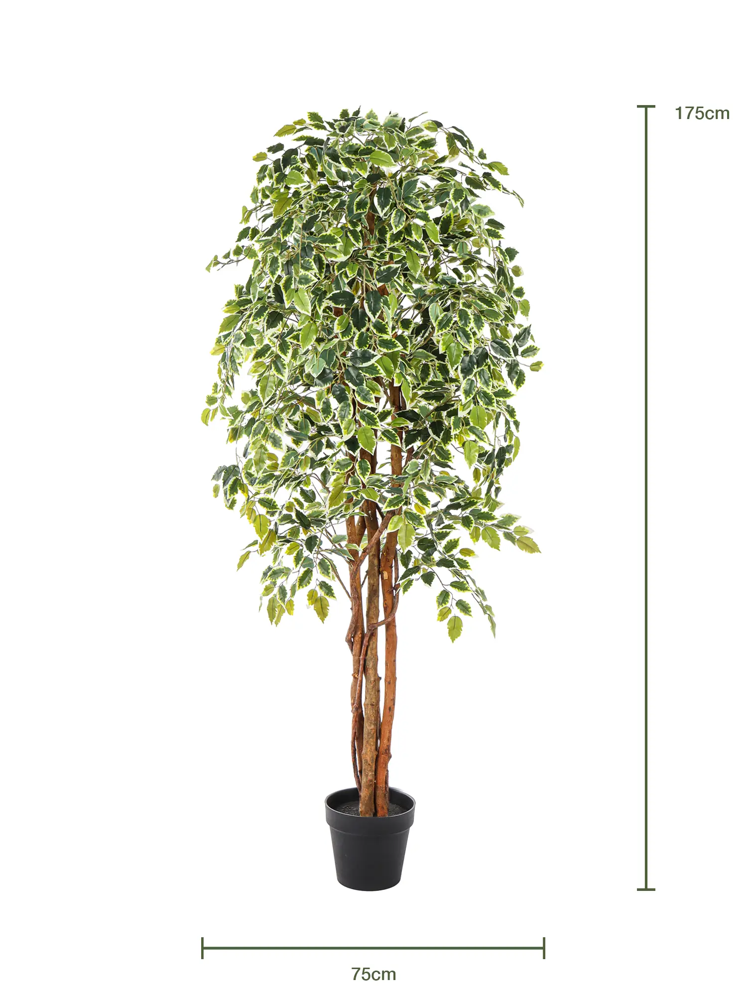 Volledige kunstficus Liana Bont met kronkelende stammen