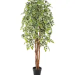 Kunst Ficus Liana Bont 175cm met bonte bladeren en volle kruin