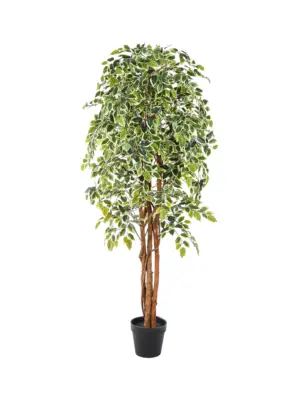 Kunst Ficus Liana Bont 175cm met bonte bladeren en volle kruin