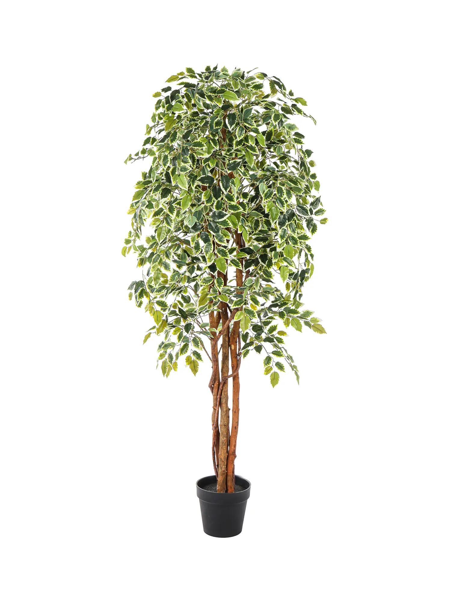 Kunst Ficus Liana Bont 175cm met bonte bladeren en volle kruin