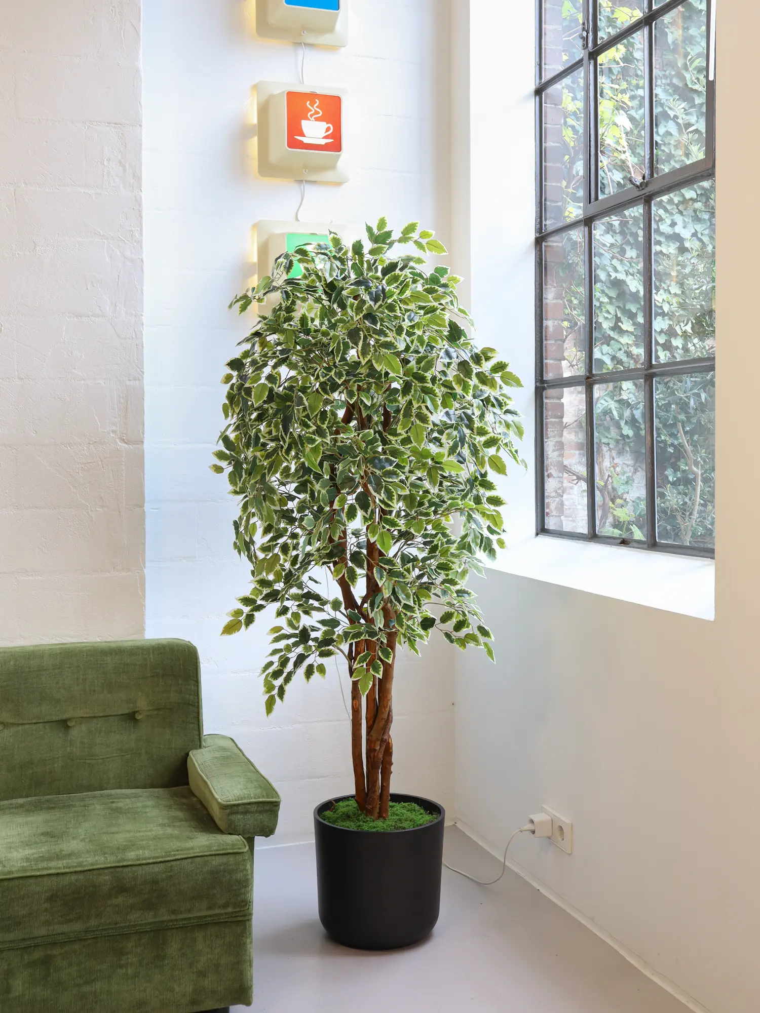 Kunst Ficus Liana Bont 175cm sfeer impressie van Kunstpalm.nl