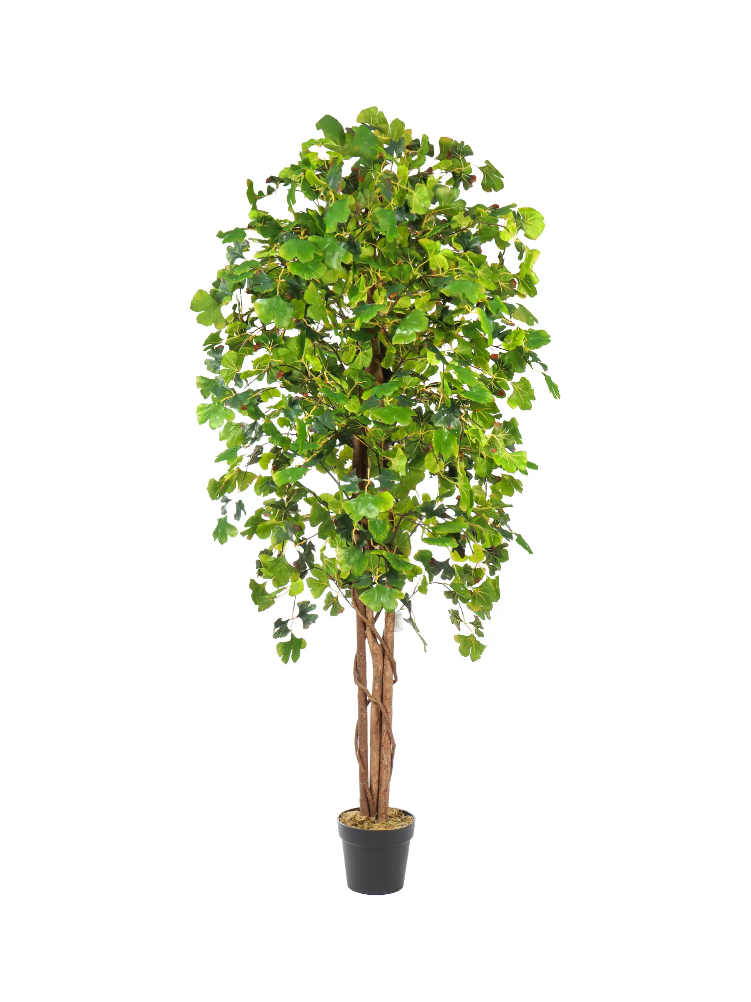 Kunst Ginkoboom groen met volle kruin