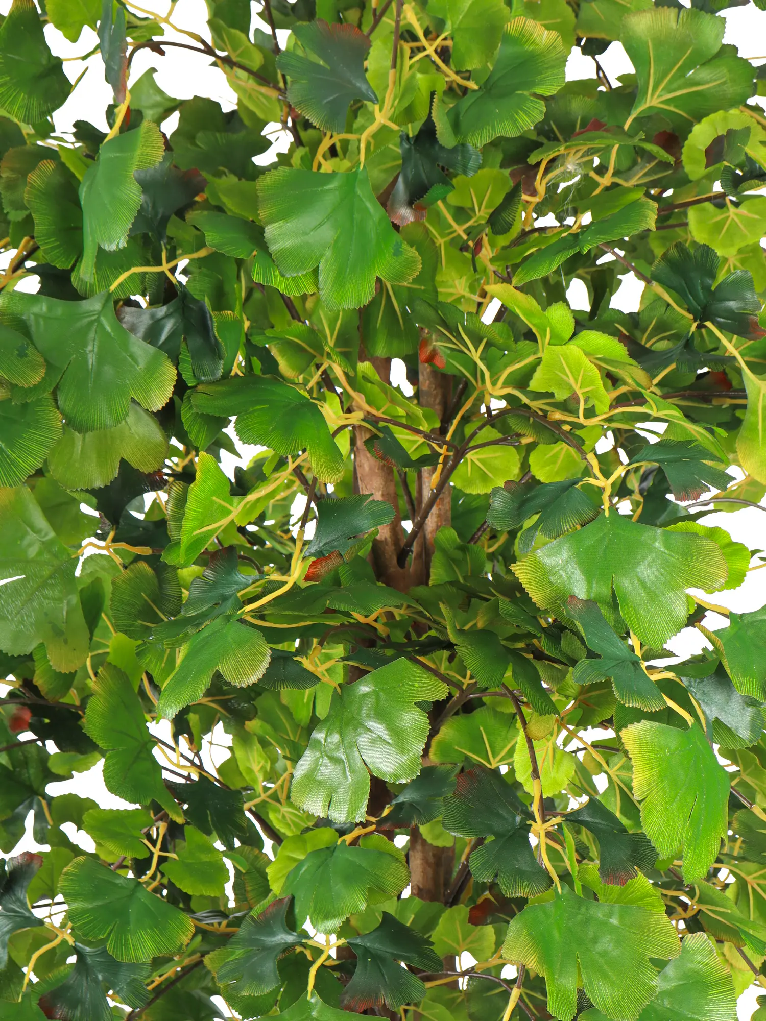 Kunst Ginkoboom groen met volle kruin
