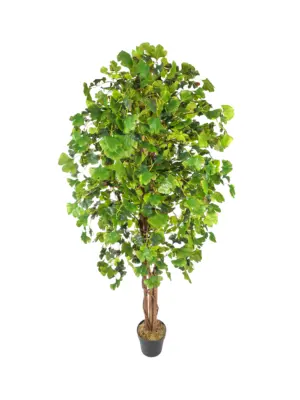 Kunst Ginkoboom groen met volle kruin
