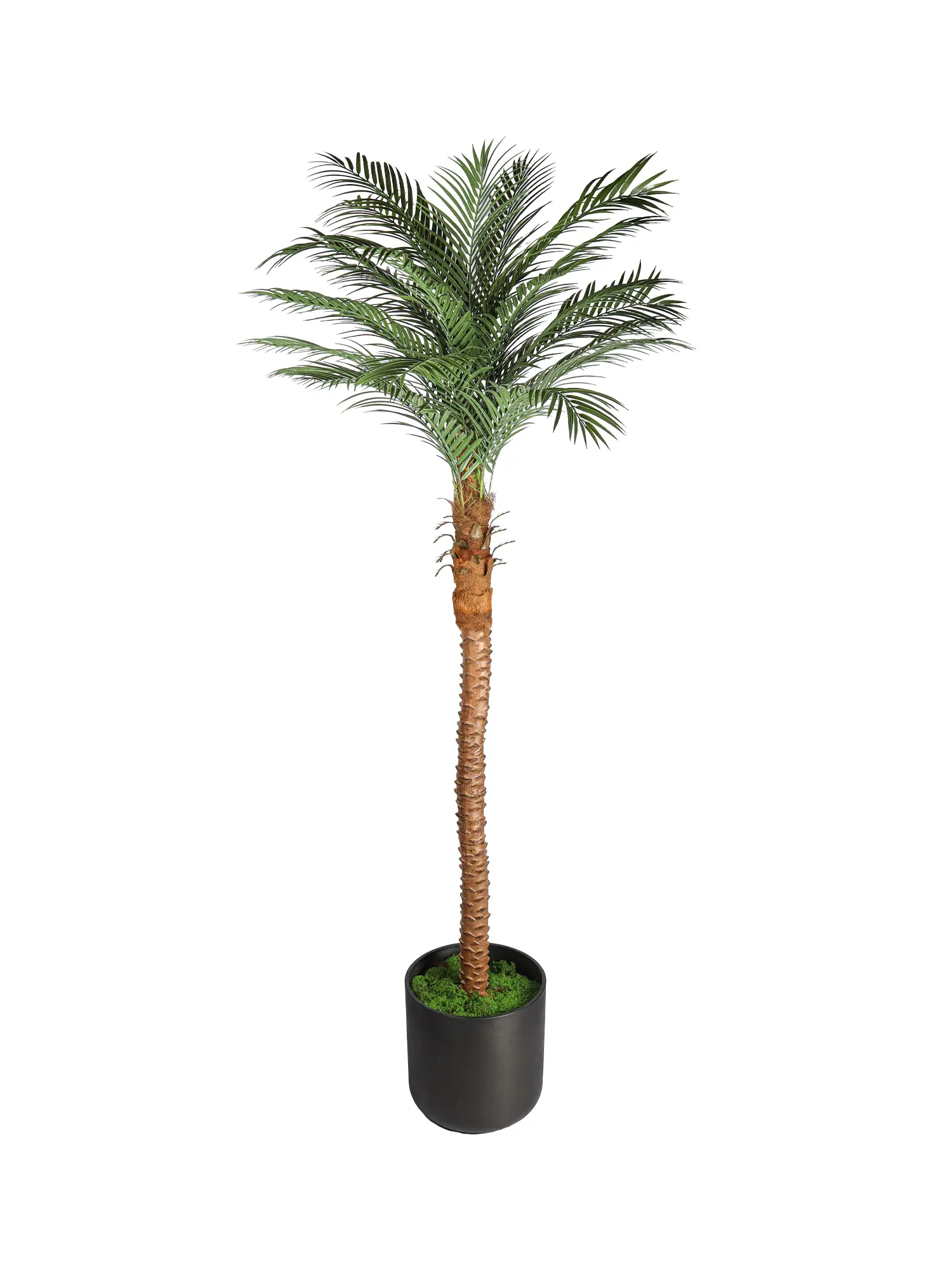 Realistische Kunstpalm Cuba 260cm met kokosvezel en dikke stam.
