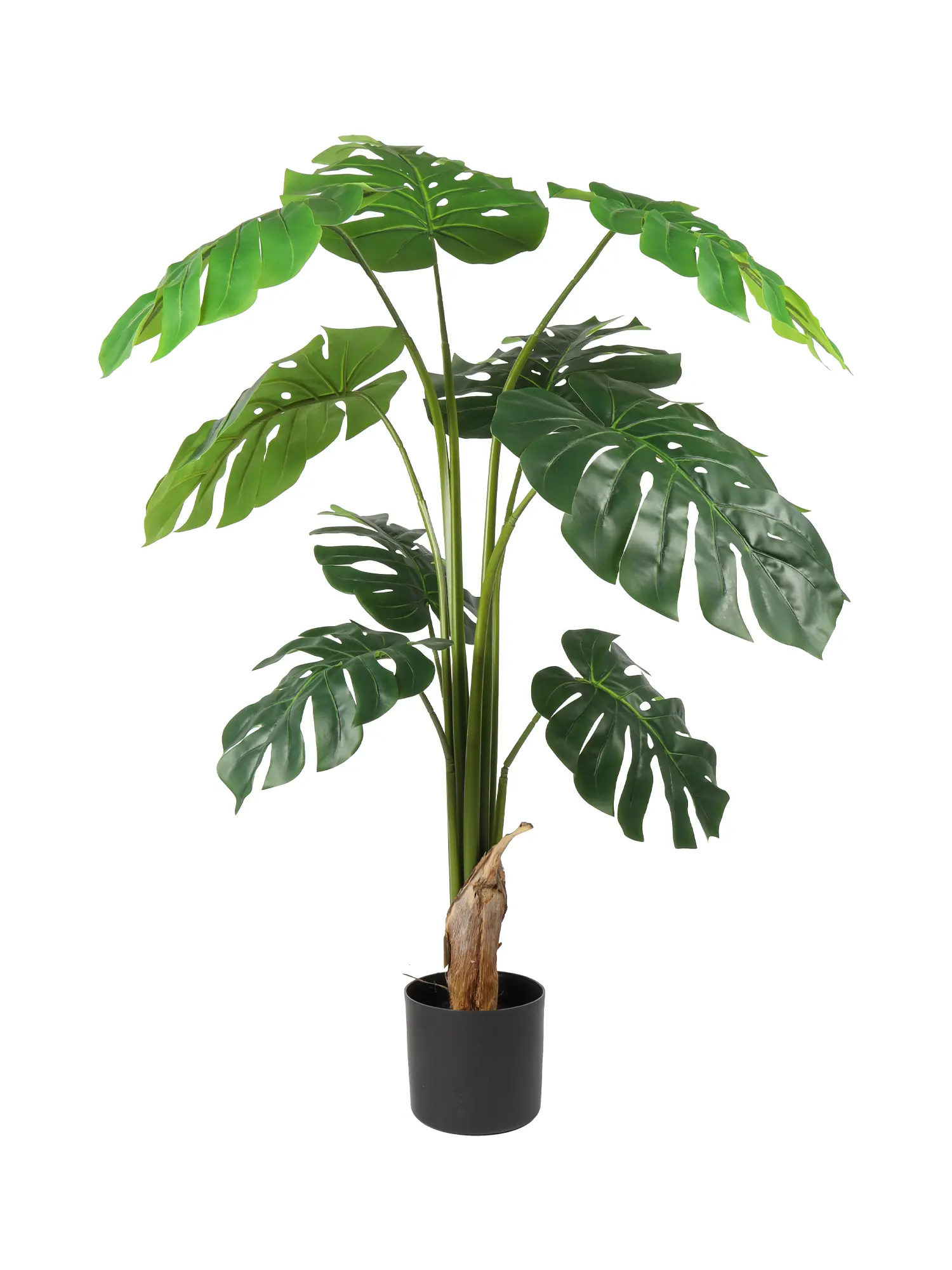 Monstera Nepplant 130cm met grote bladeren