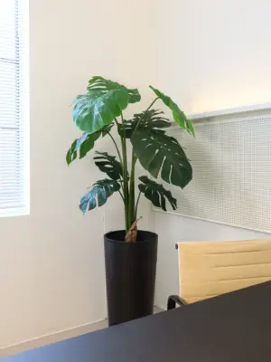 Monstera Nepplant 130cm