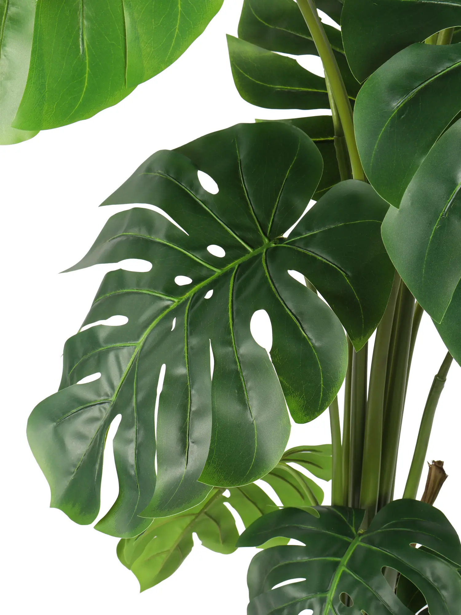 Grote Monstera nepplant voor kantoor of woonkamer