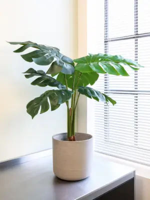 Monstera Nepplant 85cm