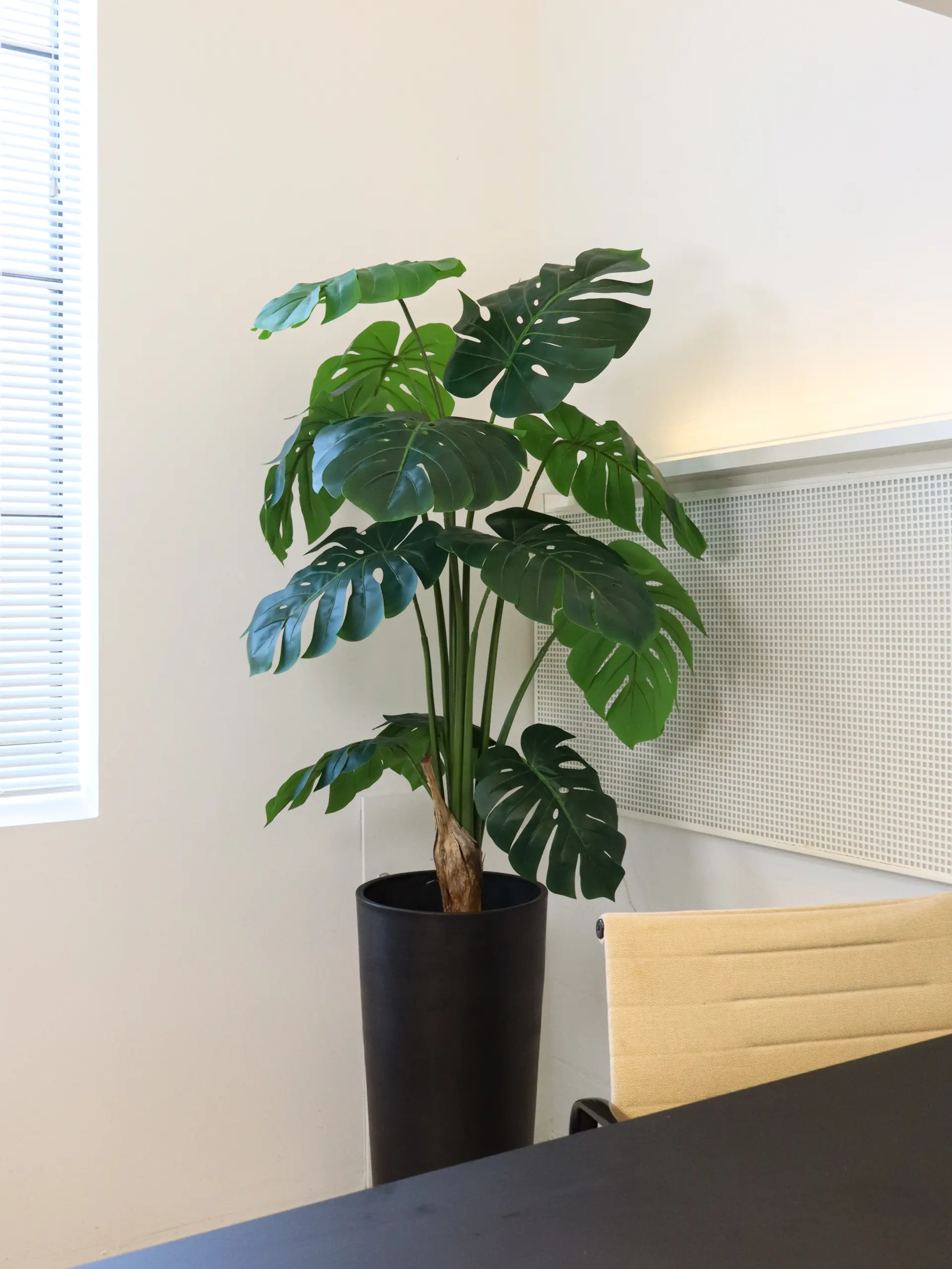 Monstera Nepplant van 150cm