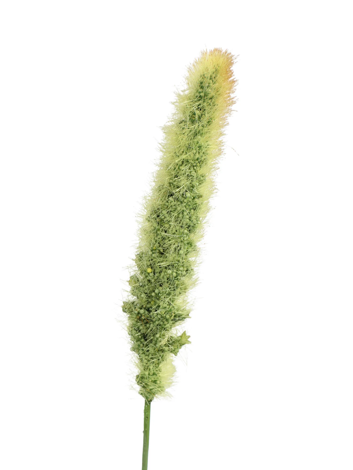 Brede Kunst siergrasplant met pluimen – 95cm – nepgras van Kunstpalm.nl