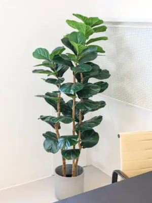 Kunstficus Lyrata 150cm