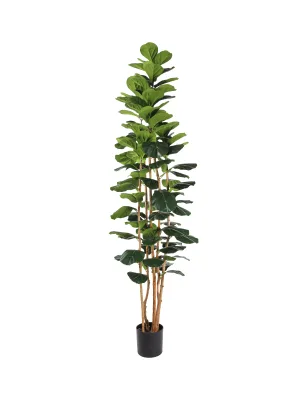 Kunstficus Lyrata 210cm met grote bladeren op vijf stammen
