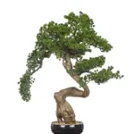 Grote Kunst Bonsaiboom Kunigami 70 cm in zwarte schaal met kiezels bij Kunstpalm.nl