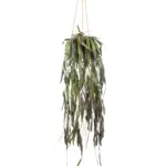 Kunst Hangplant Ramulosa 75cm – levensechte cactus vetplant | Kunstpalm.nl