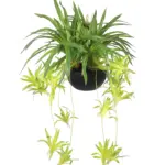 Kunsthangplant Graslelie Groen 70cm kopen | Kunstpalm.nl