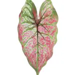 Realistisch nep Caladium blad van Kunstpalm.nl