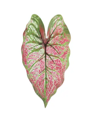 Realistisch nep Caladium blad van Kunstpalm.nl
