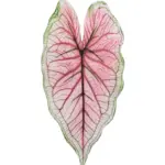 Kunst Caladiumblad Spring met roze blad, lichtgroene rand en donkerroze nerf op steel.