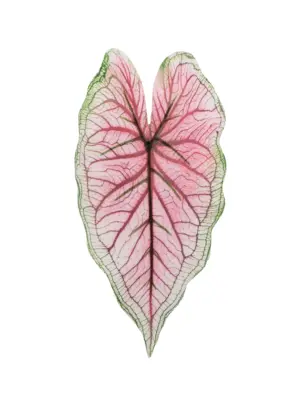 Kunst Caladiumblad Spring met roze blad, lichtgroene rand en donkerroze nerf op steel.
