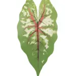 Kunst Caladiumblad Tricolor met groene bladkleur, rode nerf en crèmekleurige vlekken op steel.