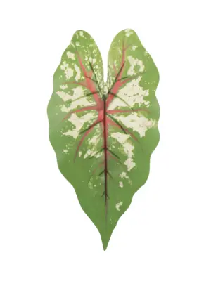 Kunst Caladiumblad Tricolor met groene bladkleur, rode nerf en crèmekleurige vlekken op steel.