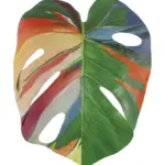 Kunst Monsterablad Multicolor met 6 tot 7 kleuren, inclusief oranje, roze, rood, blauw, paars, crème en groen.