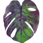 Kunst Monsterablad Paars Groen met paars blad en groene accenten op steel.