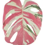 Kunst Monsterablad Roze Wit met roze, crèmekleurige en groene tinten op steel.