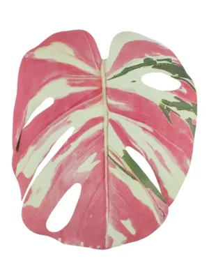 Kunst Monsterablad Roze Wit met roze, crèmekleurige en groene tinten op steel.