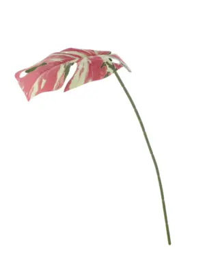 Kunst Monsterablad Roze Wit met roze, crèmekleurige en groene tinten op steel.
