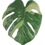 Kunst Monsterablad Variegata met groen blad en lichtgroene vlekken op steel.