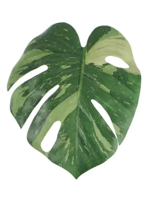 Kunst Monsterablad Variegata met groen blad en lichtgroene vlekken op steel.