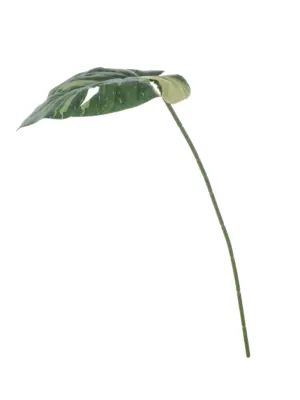 Kunst Monsterablad Variegata met groen blad en lichtgroene vlekken op steel.