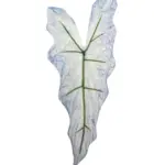 Kunst Syngoniumblad Blauw met blauwtinten, paars, lichtpaars en groene nerf op steel.