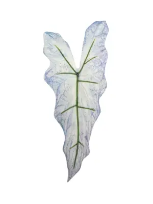 Kunst Syngoniumblad Blauw met blauwtinten, paars, lichtpaars en groene nerf op steel.